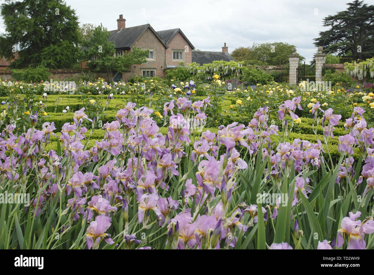 Iris fleurs sur l'affichage à l'intérieur des murs du jardin de l'Ouest à Doddington Hall and Gardens, Lincolnshire, Angleterre, RU Banque D'Images