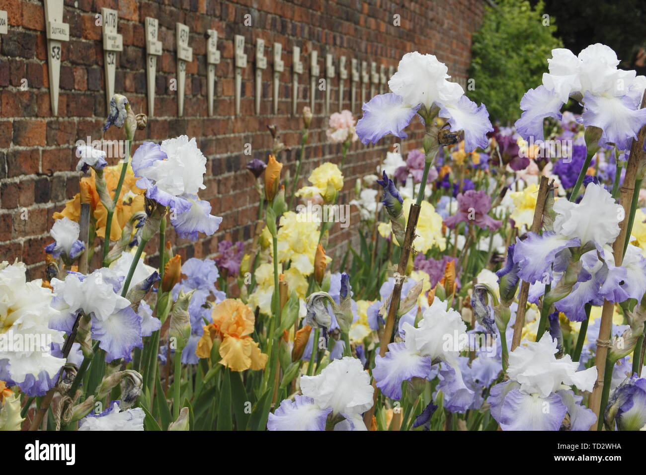 Tall bearded iris en mai. Grand iris collection par éleveur, Bryan Dodsworth sur l'affichage à l'hôtel de Doddington, Lincolnshire, Royaume-Uni. Banque D'Images