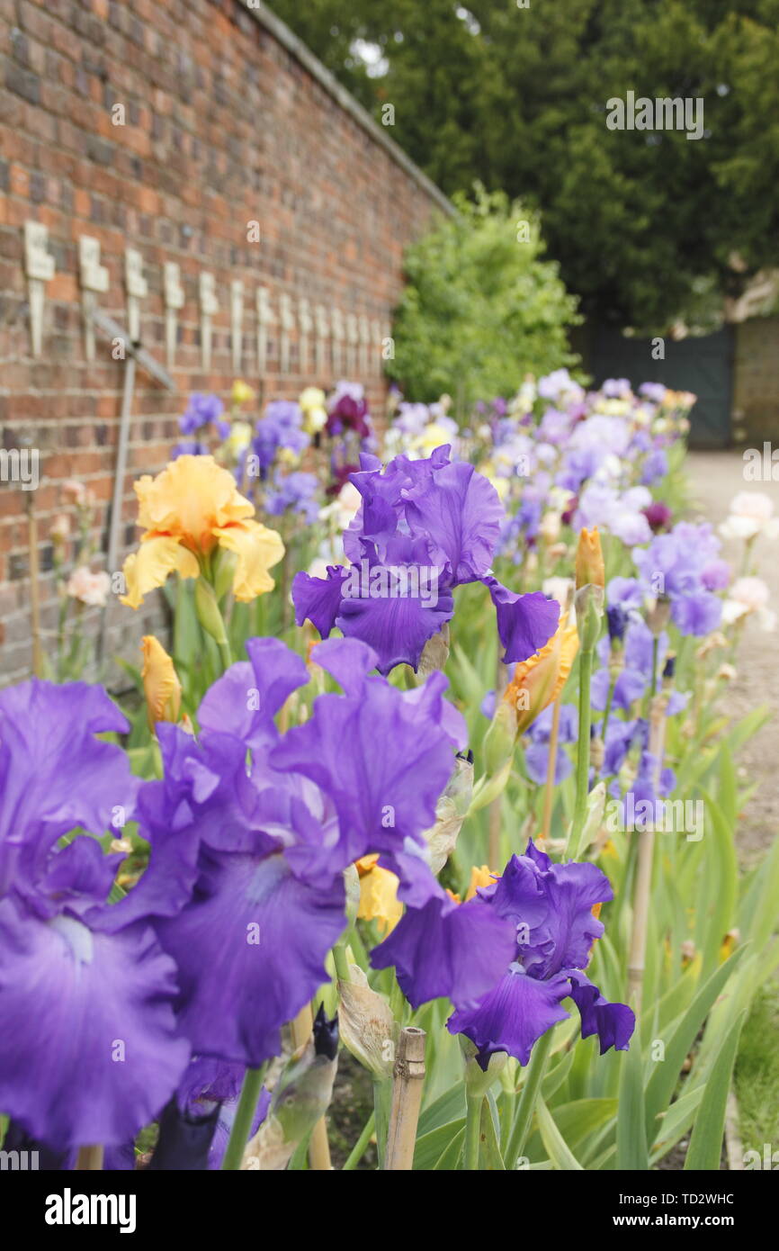 Tall bearded iris en mai. Grand iris collection par éleveur, Bryan Dodsworth sur l'affichage à l'hôtel de Doddington, Lincolnshire, Royaume-Uni. Banque D'Images