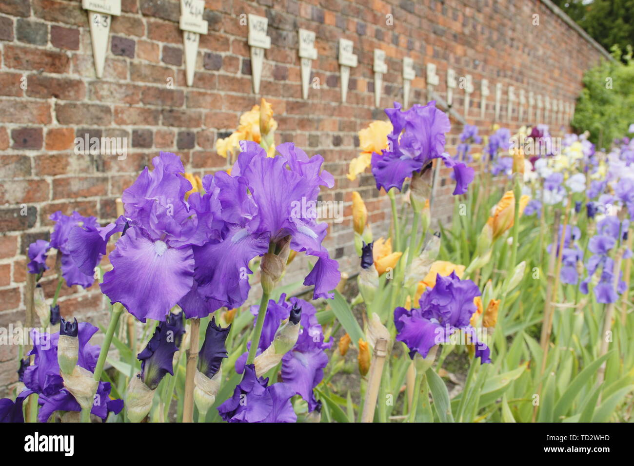 Tall bearded iris en mai. Grand iris collection par éleveur, Bryan Dodsworth sur l'affichage à l'hôtel de Doddington, Lincolnshire, Royaume-Uni. Banque D'Images