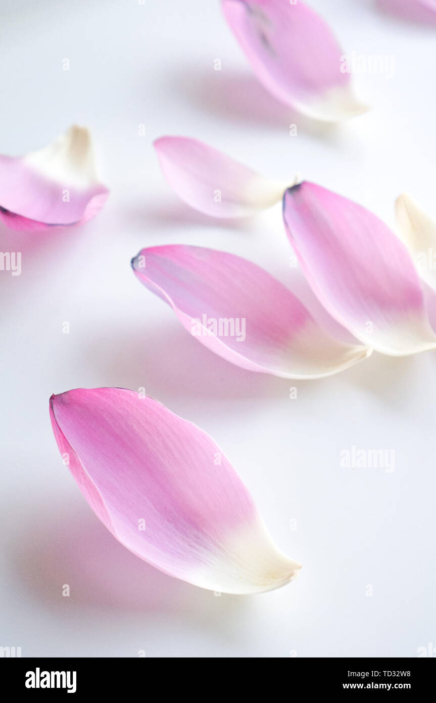 Lotus Isolé Photos Lotus Isolé Images Alamy