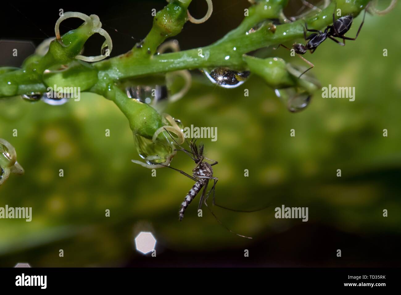 Kollam, Kerala, Inde - 7 juin 2019 : les moustiques et d'ant assis sur une plante Banque D'Images