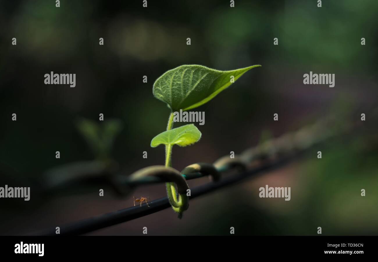 Kollam, Kerala, Inde - 31 mai 2019 : Feuilles d'isolé d'arrière-plan, adapté aux fonds d'écran et photos de couverture Banque D'Images