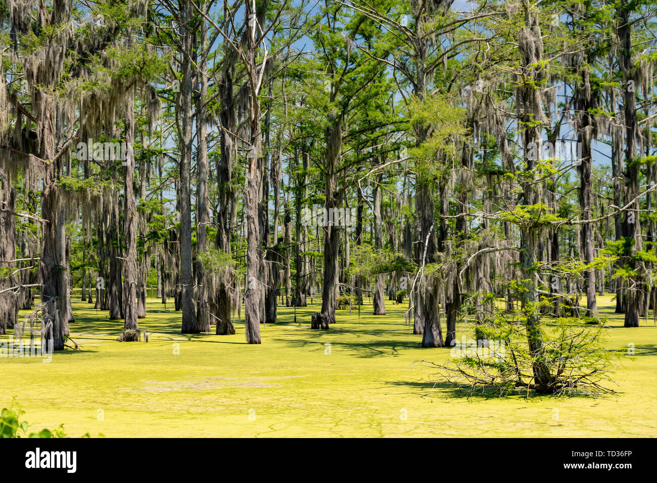 Yazoo City, Mississippi - mousse espagnole poussant sur des arbres de cyprès chauve dans un marais dans le Delta du Mississippi. Banque D'Images