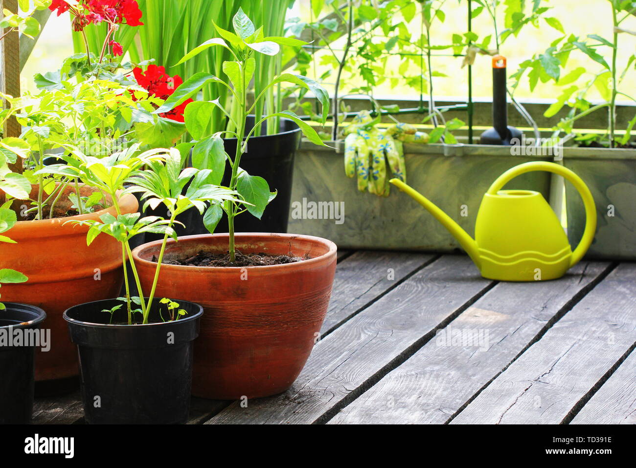 Jardinage légumes de conteneurs. Jardin potager sur une terrasse. Fleur, les tomates dans un récipient de plus en plus . Banque D'Images