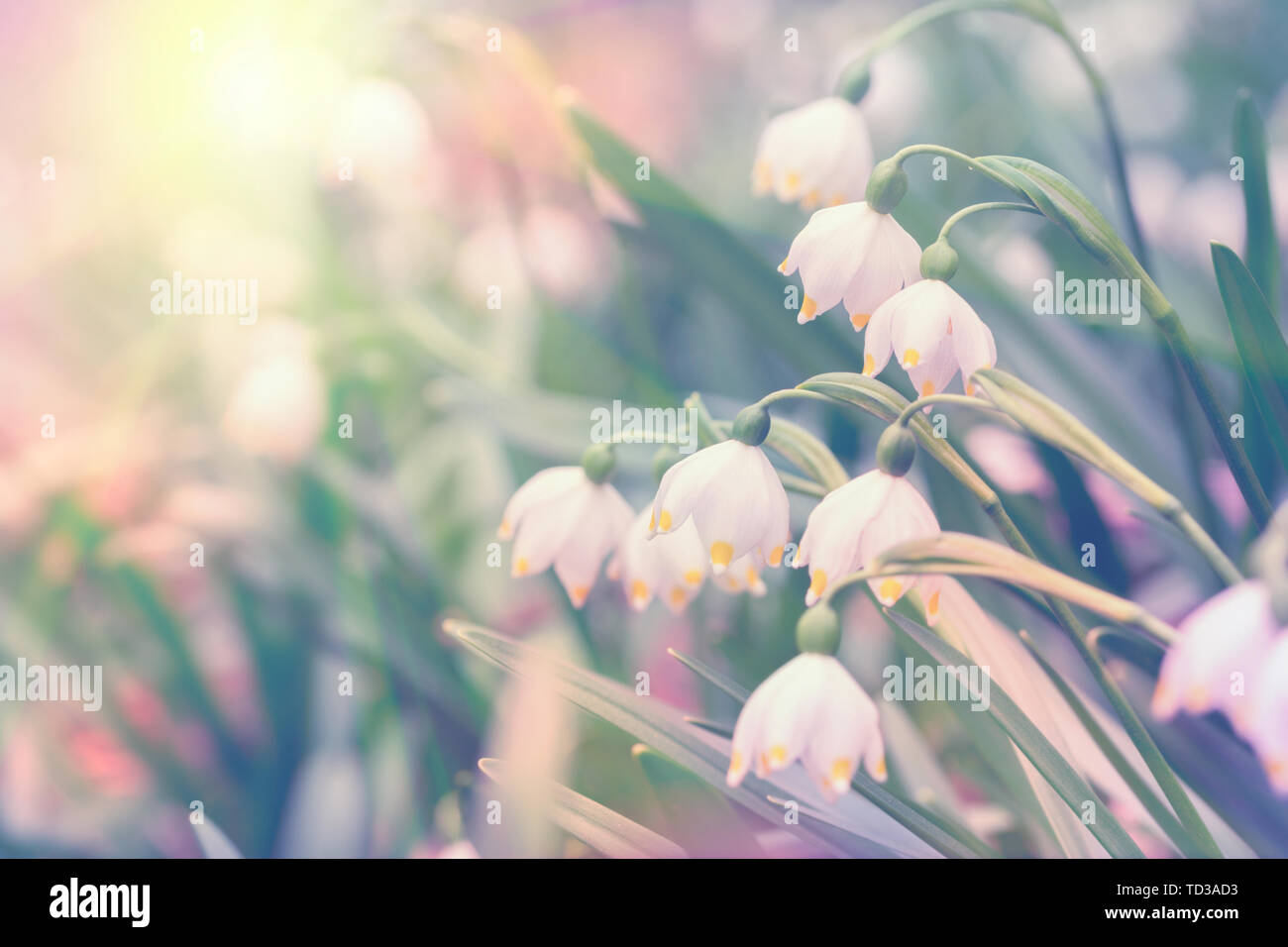 De belles fleurs de printemps Leucojum vernum flocon sauvage dans la forêt, dans la lumière du soleil, macro. Soft focus nature background. Tons pastel délicates de droit. Banque D'Images