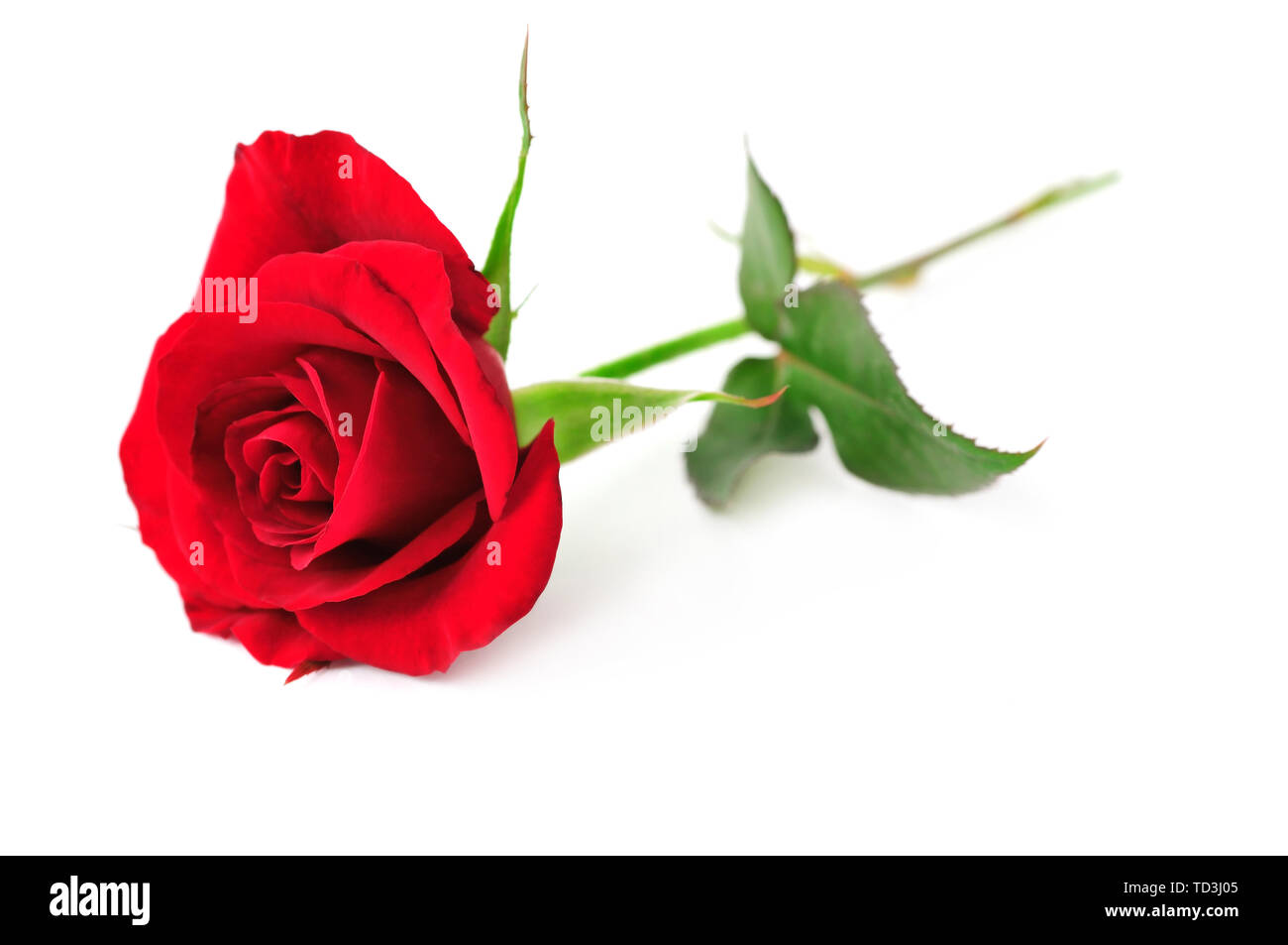 Fleur rose rouge isolé sur fond blanc Banque D'Images