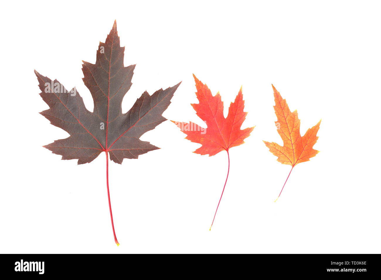 Trois feuilles d'érable aux couleurs automnales isolé sur fond blanc Banque D'Images