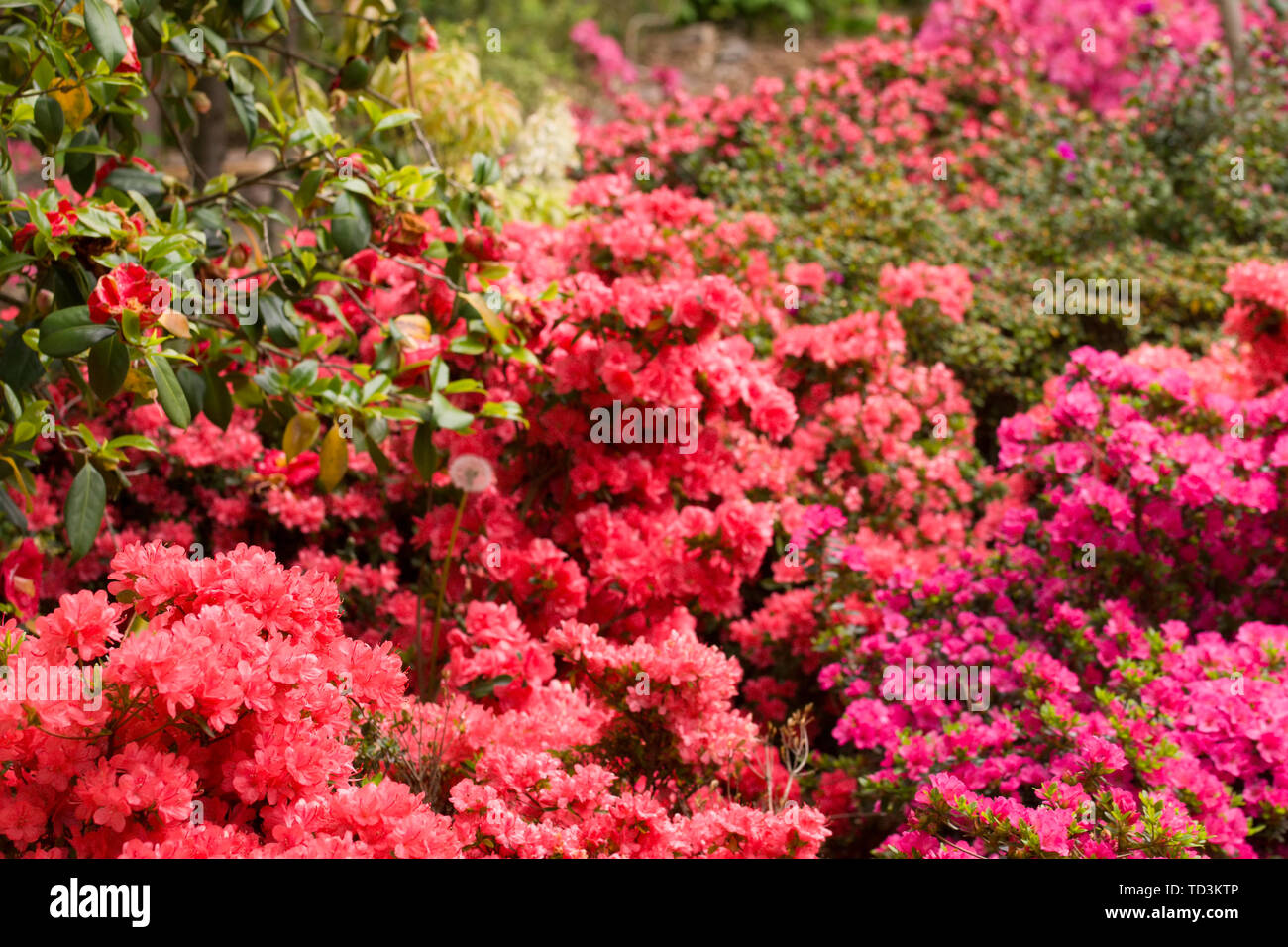 Jardin botanique de Berlin-Dahlem, l'Allemagne présente de magnifiques rhododendrons de partout dans le monde. Banque D'Images