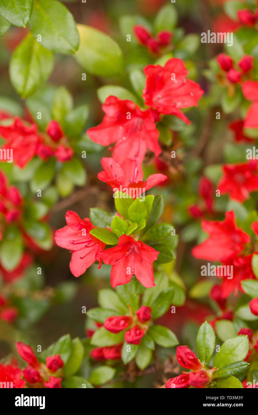 Gros plan sur la magnifique Azalea (Rhododendron) Kiusianum Wildenstein au Jardin botanique de Berlin-Dahlem, Allemagne Banque D'Images