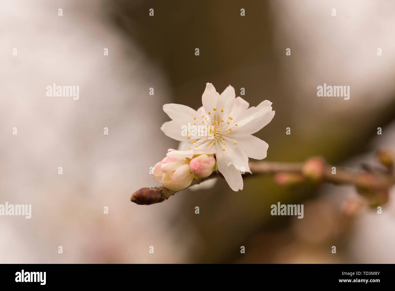 Plan rapproché sur Prunus subhirtella autumnalis, Zurich Jardin Botanique. Banque D'Images