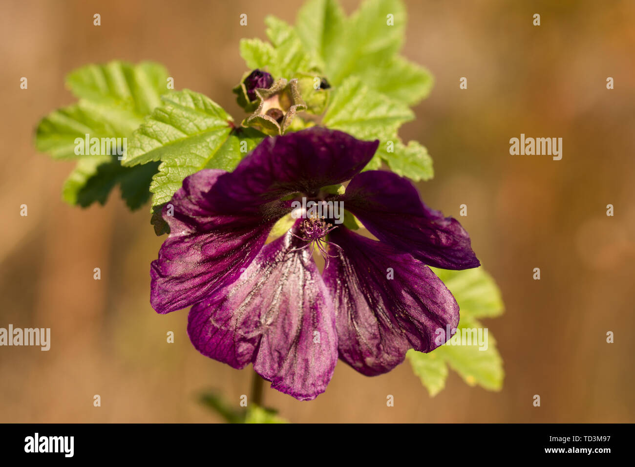 Gros plan sur la fleur de géranium phaeum Banque D'Images