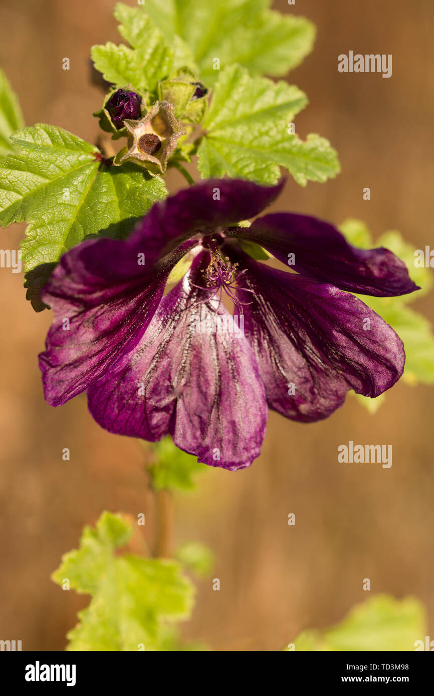 Gros plan sur la fleur de géranium phaeum Banque D'Images