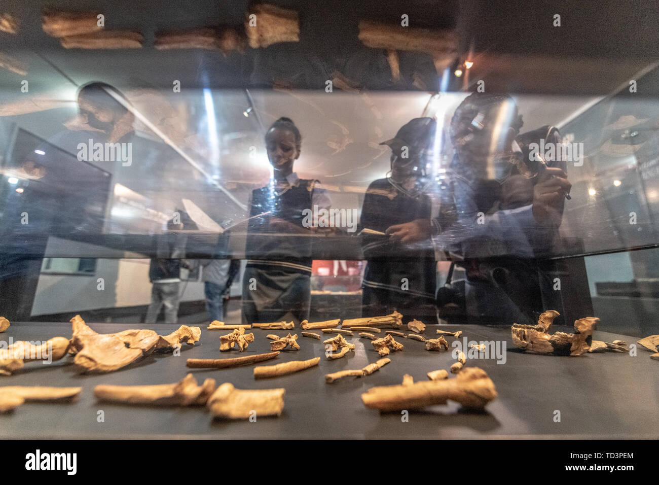 Les étudiants et visiteurs de regarder le reste de l'un des premiers ancêtres humains, Lucy, sur l'affichage dans le Musée National de l'Éthiopie, addi Banque D'Images