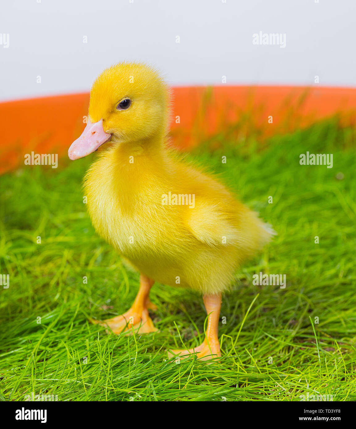 Mignon Bebe Canard De Paques Dans L Herbe Photo Stock Alamy