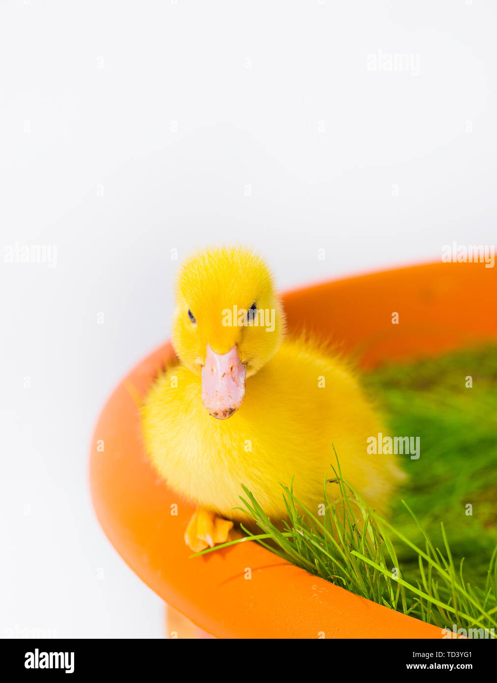 Mignon Bebe Canard De Paques Dans L Herbe Photo Stock Alamy