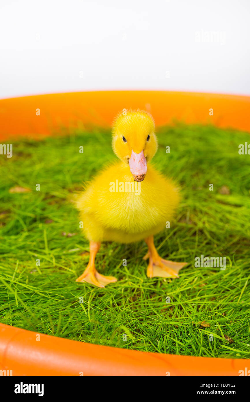 Mignon Bebe Canard De Paques Dans L Herbe Photo Stock Alamy