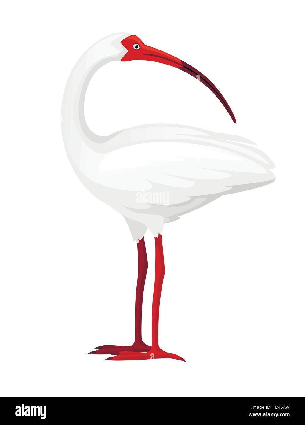 Ibis blanc américain tête paraît dos vector illustration cartoon animal oiseau blanc design avec bec rouge sur fond blanc Vue de côté. Illustration de Vecteur