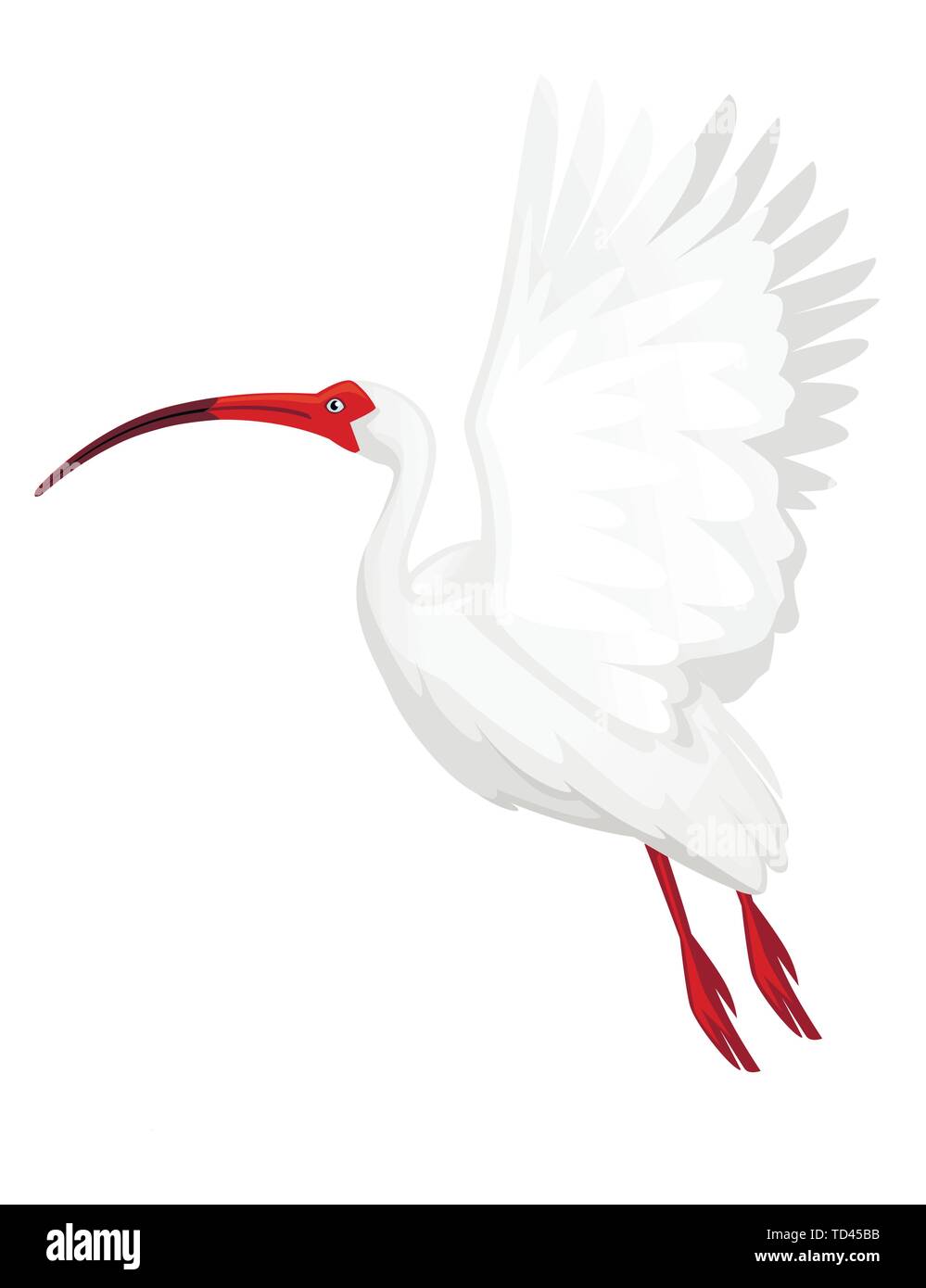 Ibis blanc américain battant ses ailes battantes télévision vector illustration cartoon animal oiseau blanc design avec bec rouge sur fond blanc Vue de côté. Illustration de Vecteur