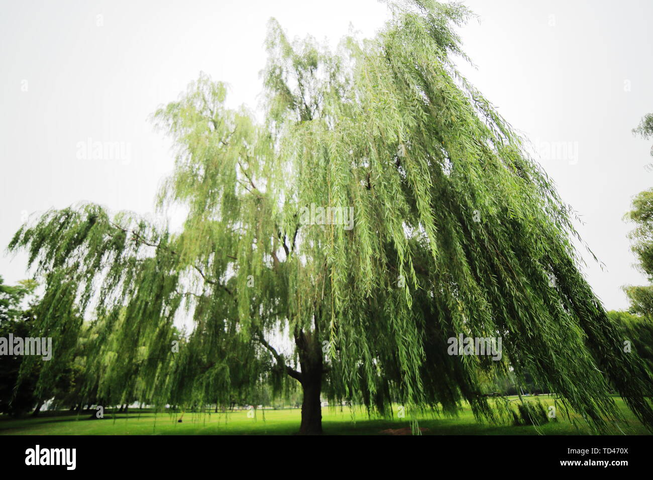 Willow Tree dans un parc avec l'accent sur les grandes branches en premier plan Banque D'Images