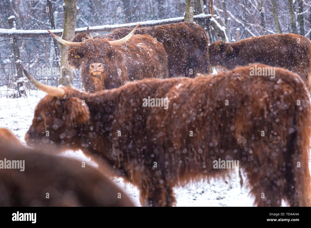 Les vaches Highland dans la neige, la Valtellina, Lombardie, Italie, Europe Banque D'Images