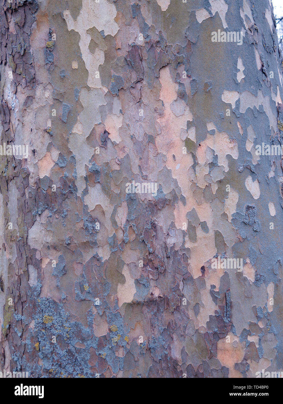 Avion à destination de Londres, Platanus x hispanica, Close up d'écorce, Mars 2019 Banque D'Images