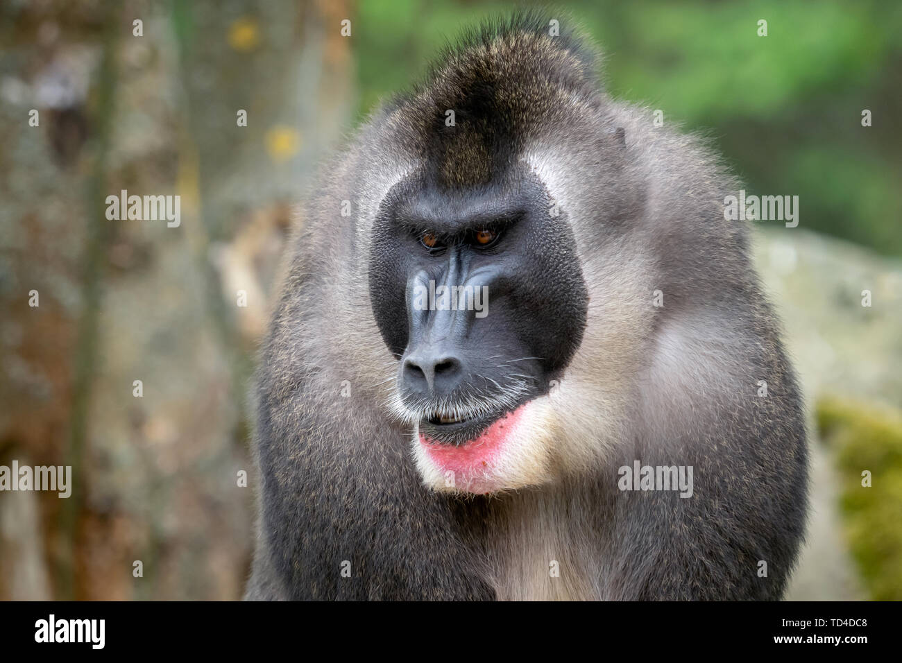 Portrait de Drill Mandrillus leucophaeus, singe Banque D'Images