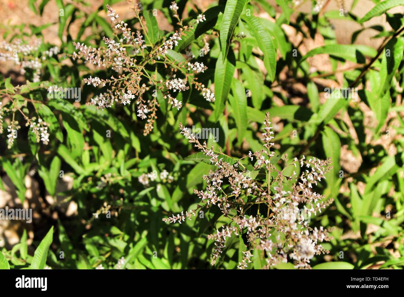 Aloysia Citrodora belle plante dans le jardin au printemps Banque D'Images