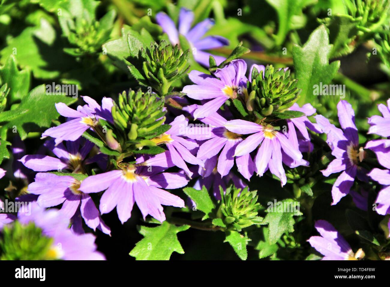 Belle Scaevola aemula fleurs violettes dans le jardin au printemps Banque D'Images