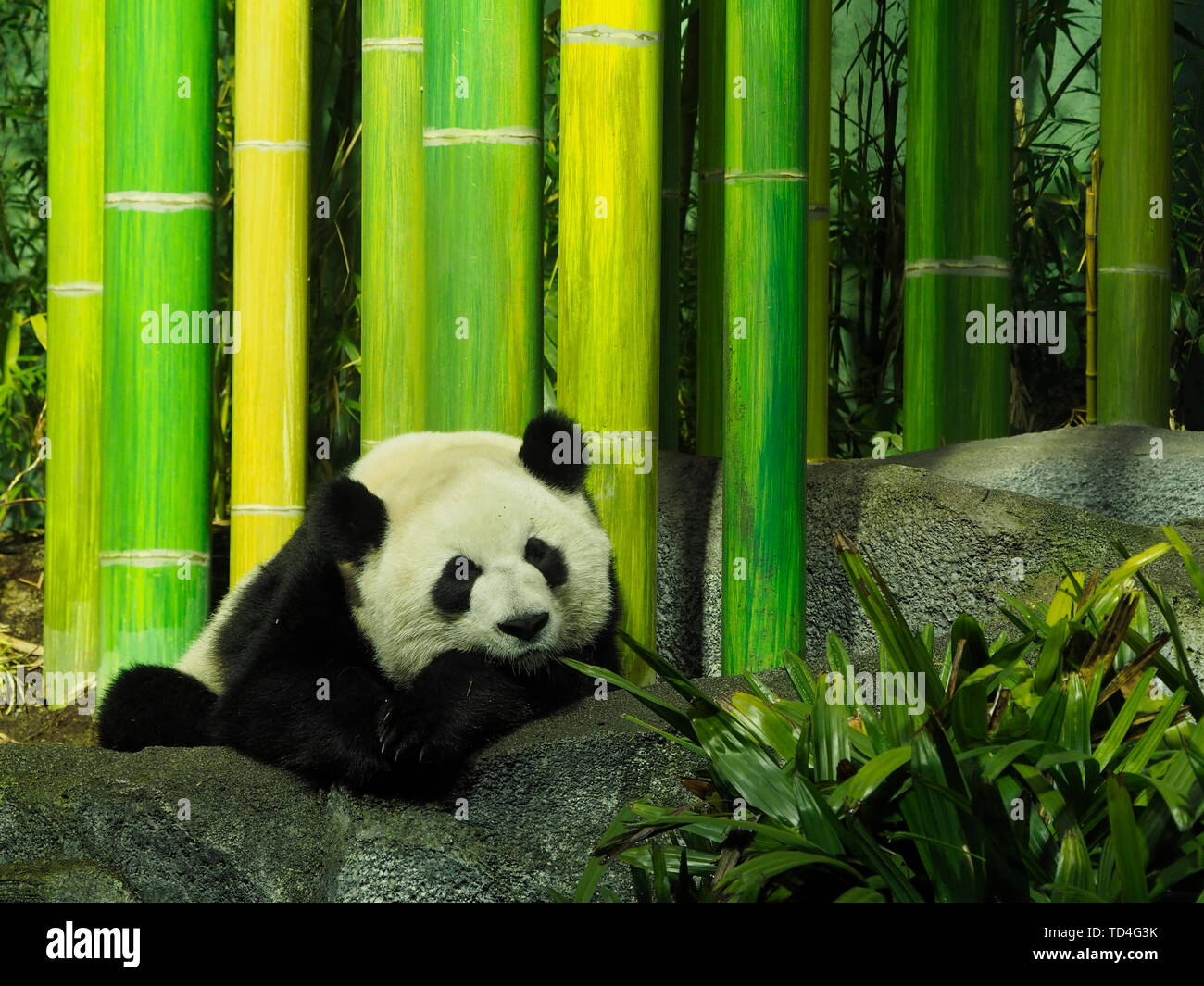 CALGARY, ALBERTA, CANADA - LE 29 DÉCEMBRE 2018 : un ours panda géant (Ailuropoda melanoleuca) sieste au Zoo de Calgary, Canada Banque D'Images
