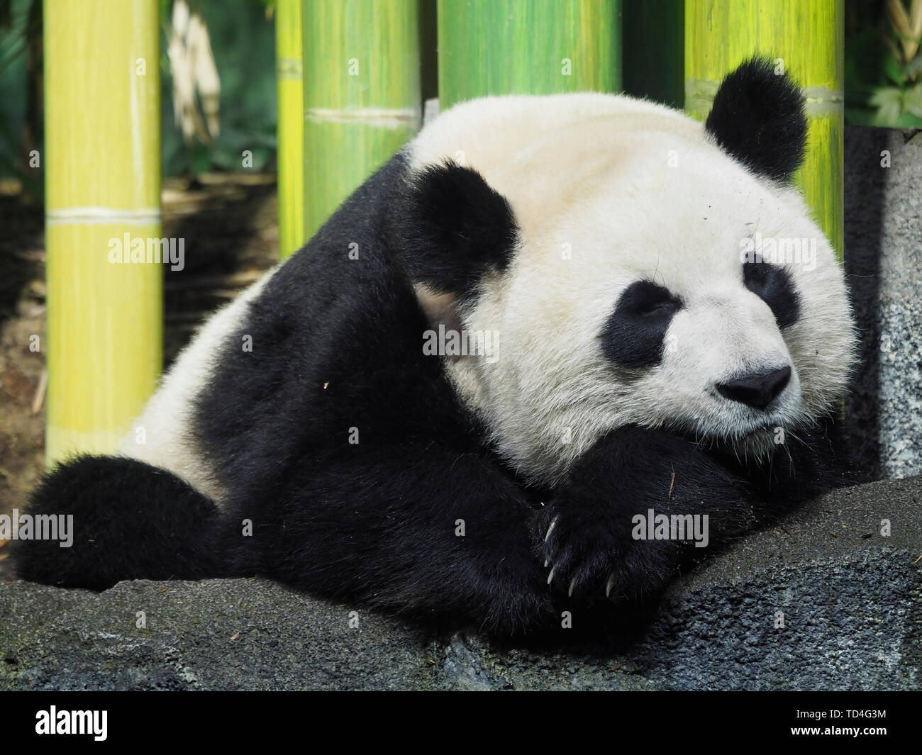 CALGARY, ALBERTA, CANADA - LE 29 DÉCEMBRE 2018 : un ours panda géant (Ailuropoda melanoleuca) sieste au Zoo de Calgary, Canada Banque D'Images