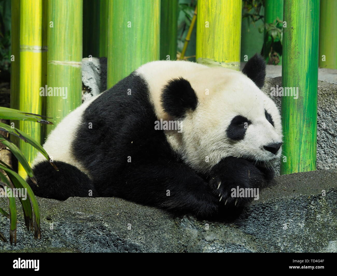 CALGARY, ALBERTA, CANADA - LE 29 DÉCEMBRE 2018 : un ours panda géant (Ailuropoda melanoleuca) sieste au Zoo de Calgary, Canada Banque D'Images