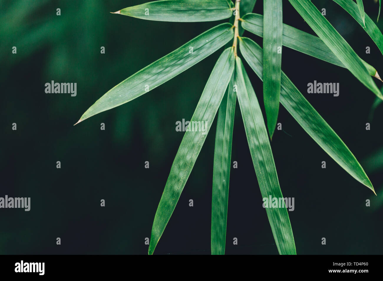 feuilles de bambou Banque D'Images