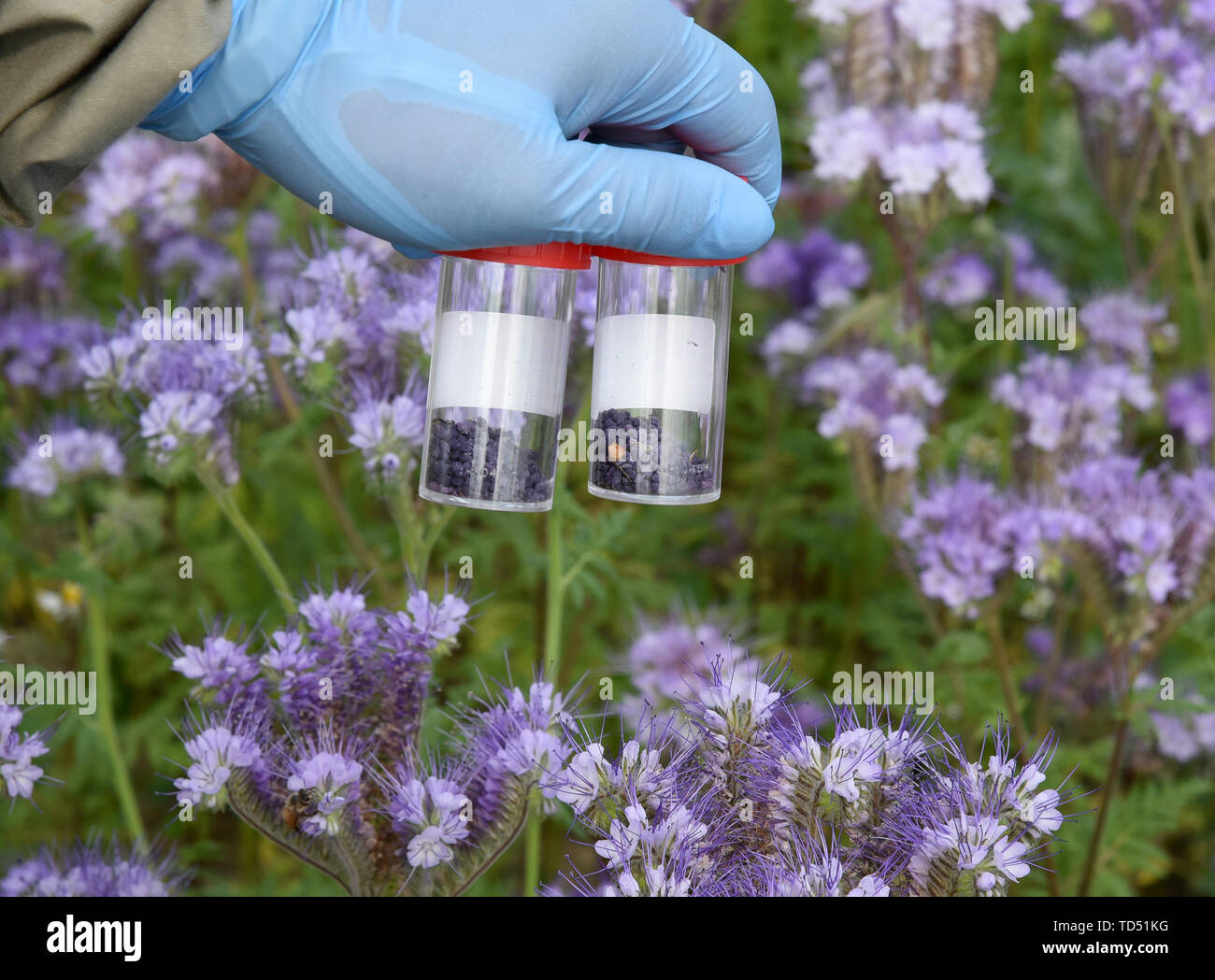 Gerichshain, Allemagne. 11 Juin, 2019. Un biologiste contrôle le pollen d'une ruche dans un 50 mètres de long bee tente sur un champ avec des touffes bleu-violet (Phacelia) près de Leipzig. Les employés de Biochem agrar, Labor für biologische und chemische Analytik GmbH Gerichshain, examiner les plantes riches en nectar et le pollen de plusieurs milliers d'abeilles pour la compatibilité environnementale des résidus phytosanitaires dans le tunnel et les essais sur le terrain. La phacélie les plantes sont principalement utilisés comme engrais vert ou l'ensilage de fourrage pour le bétail. Credit : Waltraud Grubitzsch/dpa-Zentralbild/ZB/dpa/Alamy Live News Banque D'Images