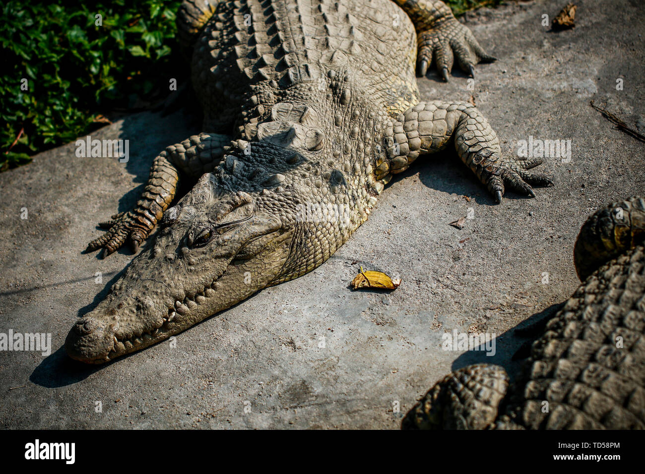 Alligator Banque D'Images