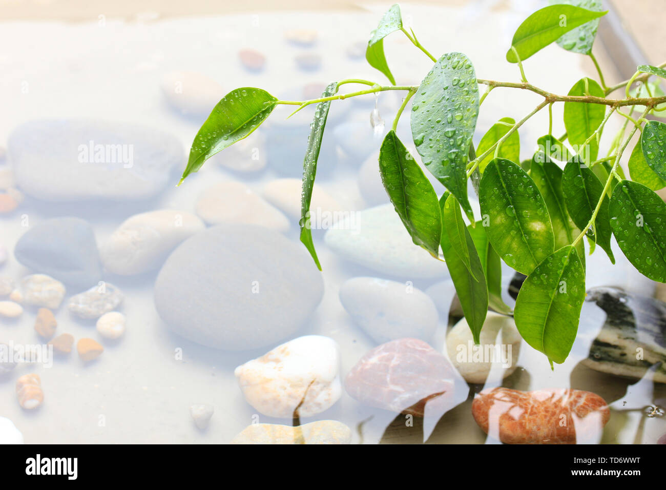 Feuilles vertes à la réflexion dans l'eau Banque D'Images