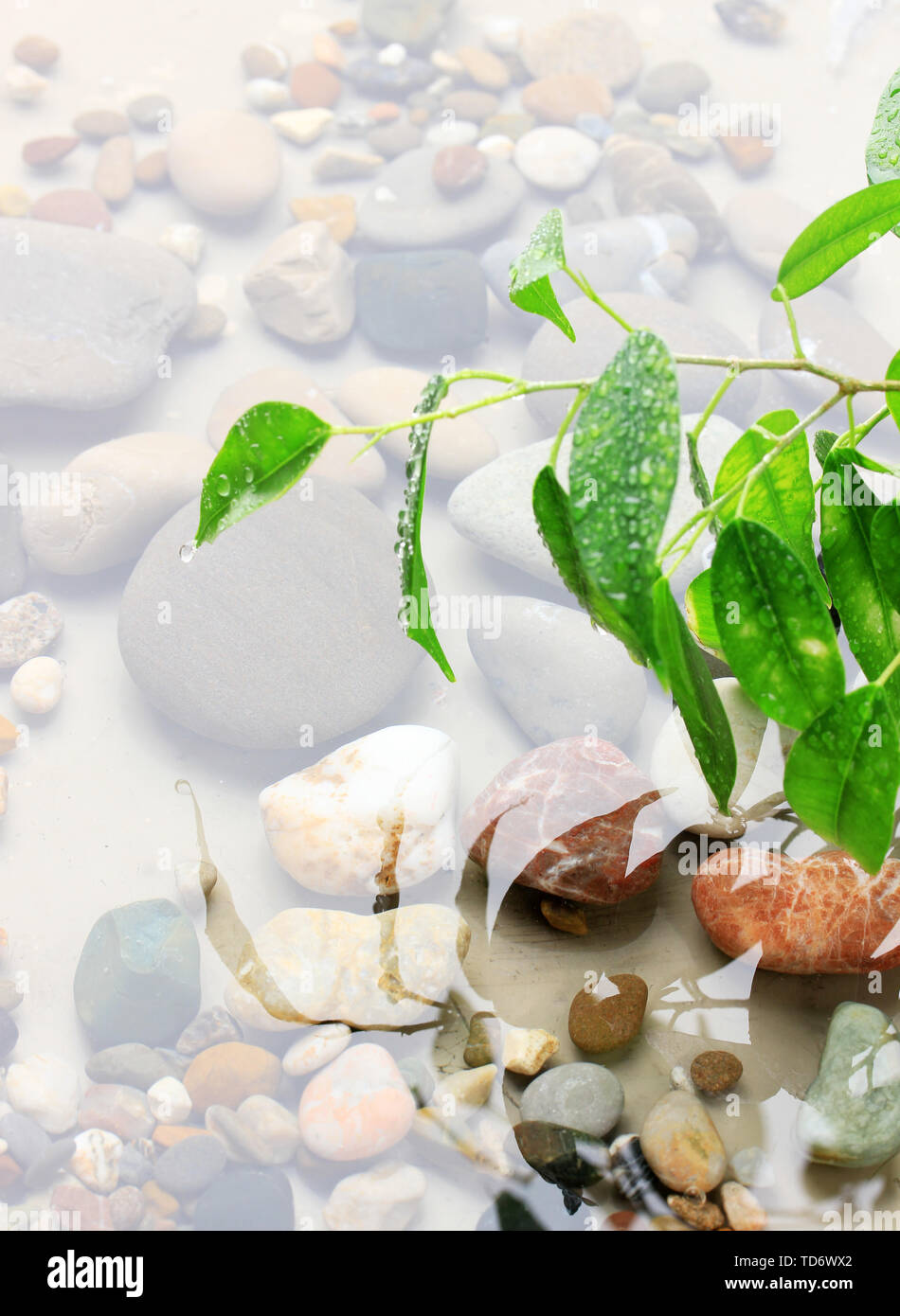 Feuilles vertes à la réflexion dans l'eau Banque D'Images