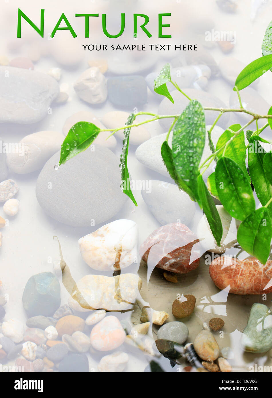 Feuilles vertes à la réflexion dans l'eau Banque D'Images