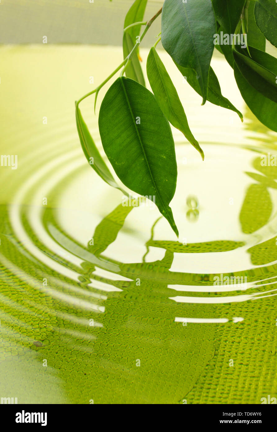 Feuilles vertes à la réflexion dans l'eau Banque D'Images