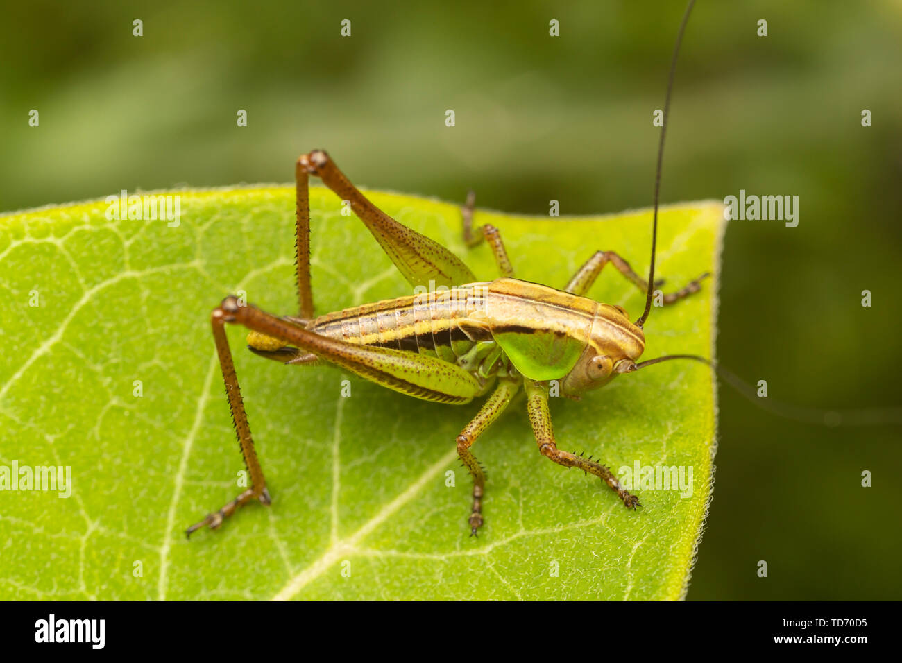 Roesel's Katydid (Roeseliana roeselii) aka Roesel's Bush-cricket - Femme Banque D'Images