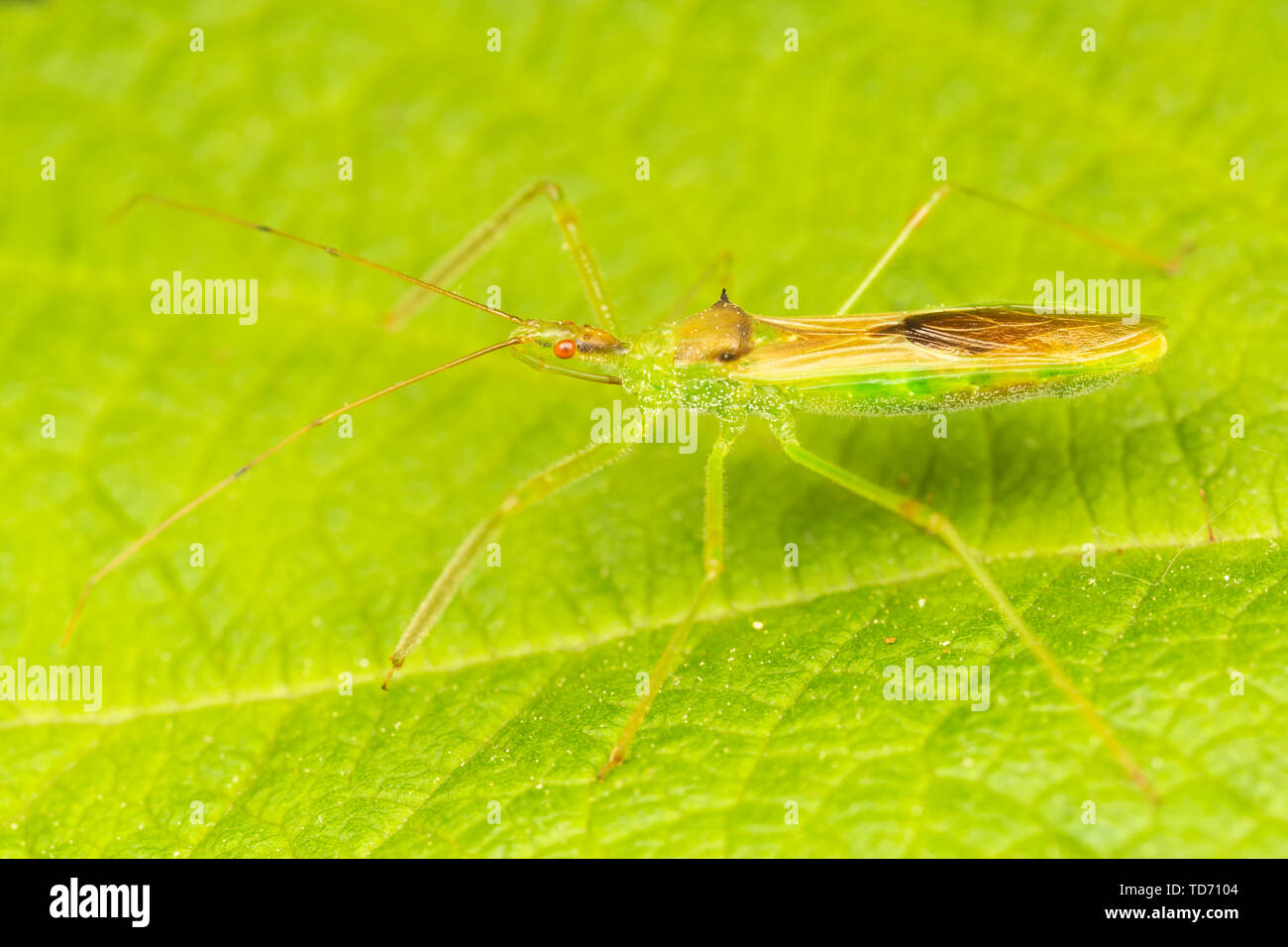 Vert pâle (Zelus luridus assassin bug) Banque D'Images