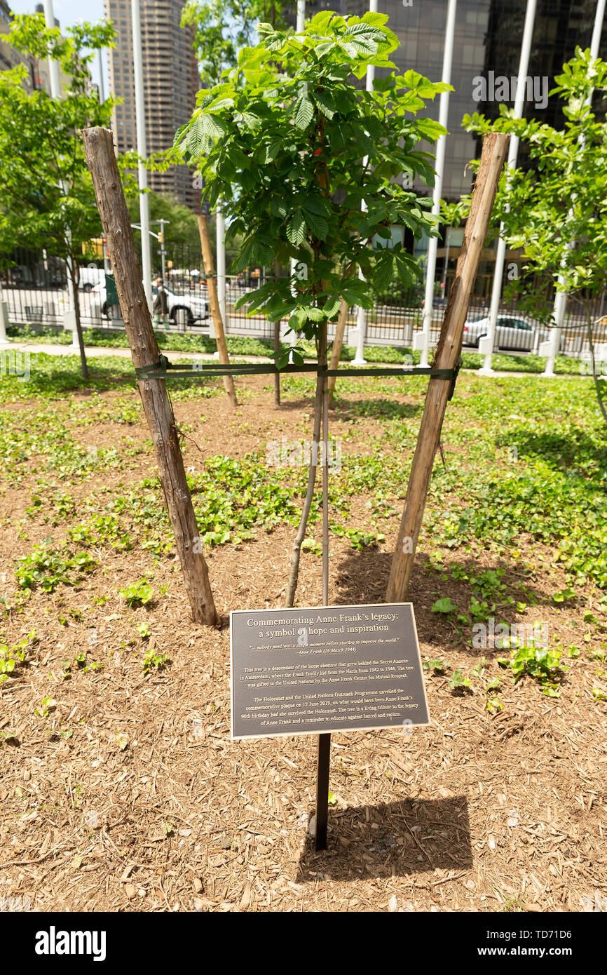 New York, USA. 12 Juin, 2019. La cérémonie de dédicace d'un jeune arbre pour commémorer l'héritage de Anne Frank et les six millions de tués pendant l'Holocauste au Siège de l'ONU Crédit : Lev Radin/Pacific Press/Alamy Live News Banque D'Images