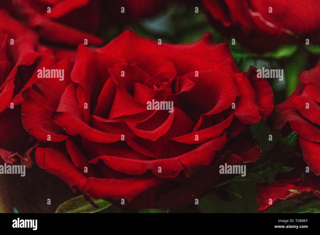 Excursion d'un jour à l'avenir du monde fleur tenue par le Hangzhou flower bed le 16 avril 2019, l'auteur aime prendre des fleurs mais ne peut pas dire bêtement la lune saison et roses, fleurs aux couleurs vives et les os de la floraison. Il y a aussi moins commune d'hortensias bleus, j'ai seulement vu white, ne s'attendait pas à avoir autant de couleurs, qui souhaitent vraiment une poignée d'hortensias, veulent acheter un pot pour le jeter ! Banque D'Images