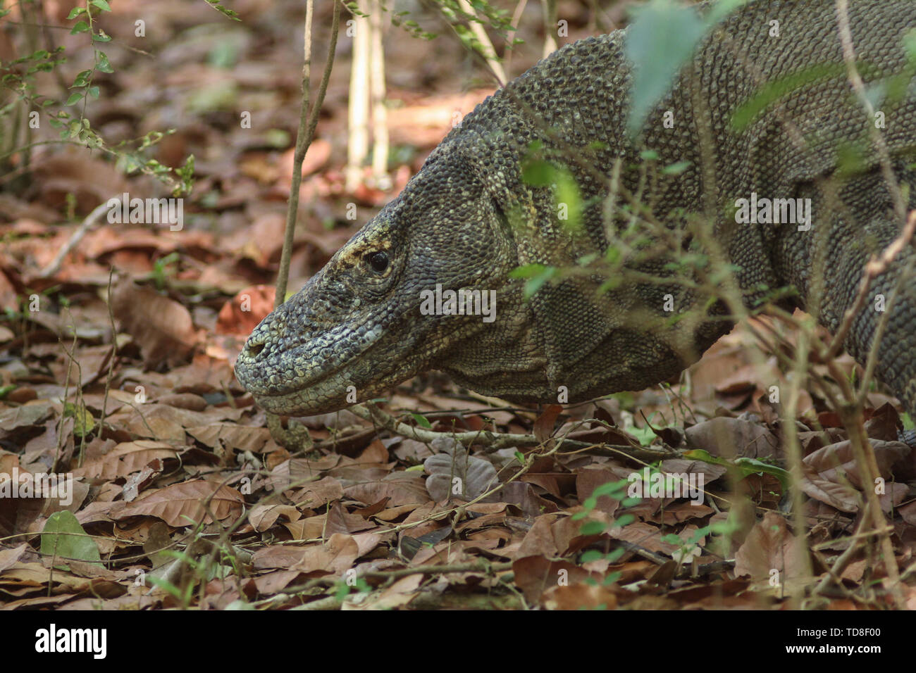 Dragon de Komodo (Varanus komodoensis) est le plus grand de lézards dans le monde. Le plus gros de cette espèce se trouve dans l'île de Rinca et de Komodo, je Banque D'Images