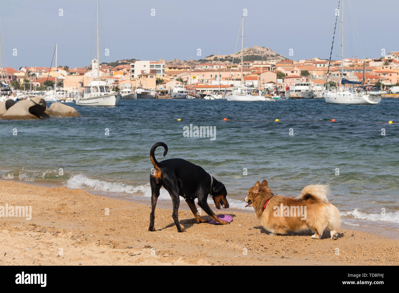 Groupe de chiens jouant sur les chiens bienvenus plage près de Palau, Sardaigne, Italie Banque D'Images