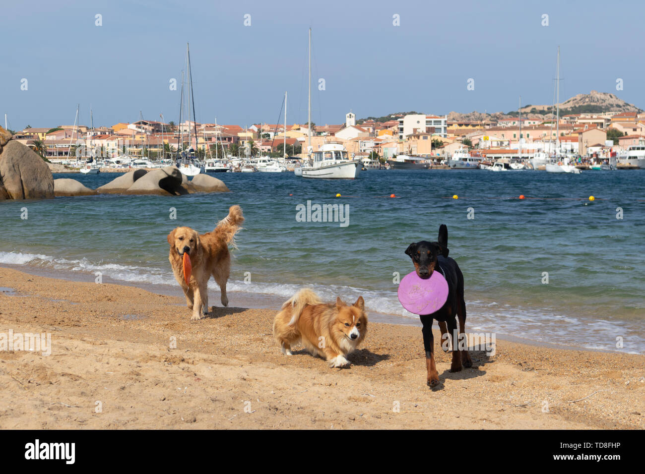 Groupe de chiens jouant sur les chiens bienvenus plage près de Palau, Sardaigne, Italie. Banque D'Images