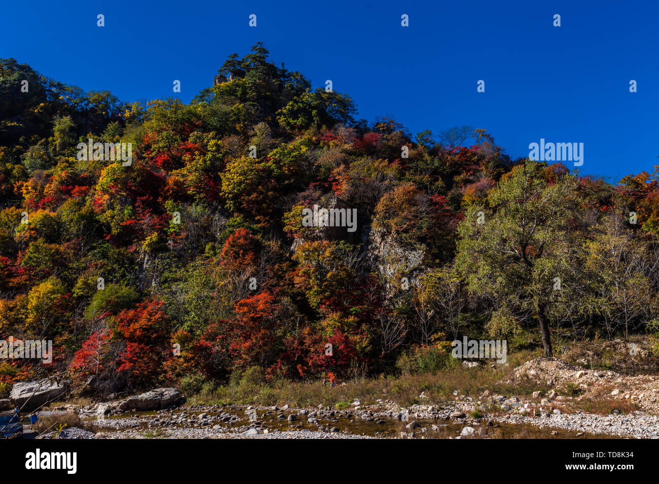 Érablière de l'automne paysage de mangrove Banque D'Images