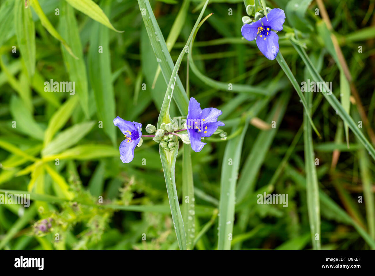 Tradescantia ohiensis) Tradescantie (en fleur, Fitchburg, Wisconsin, USA. Banque D'Images