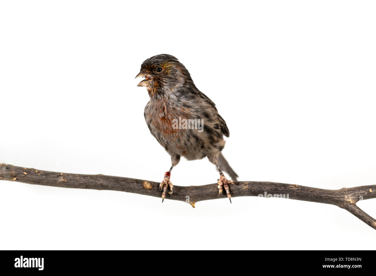 Le Roselin familier (Haemorhous mexicanus) oiseau sur fond blanc Banque D'Images