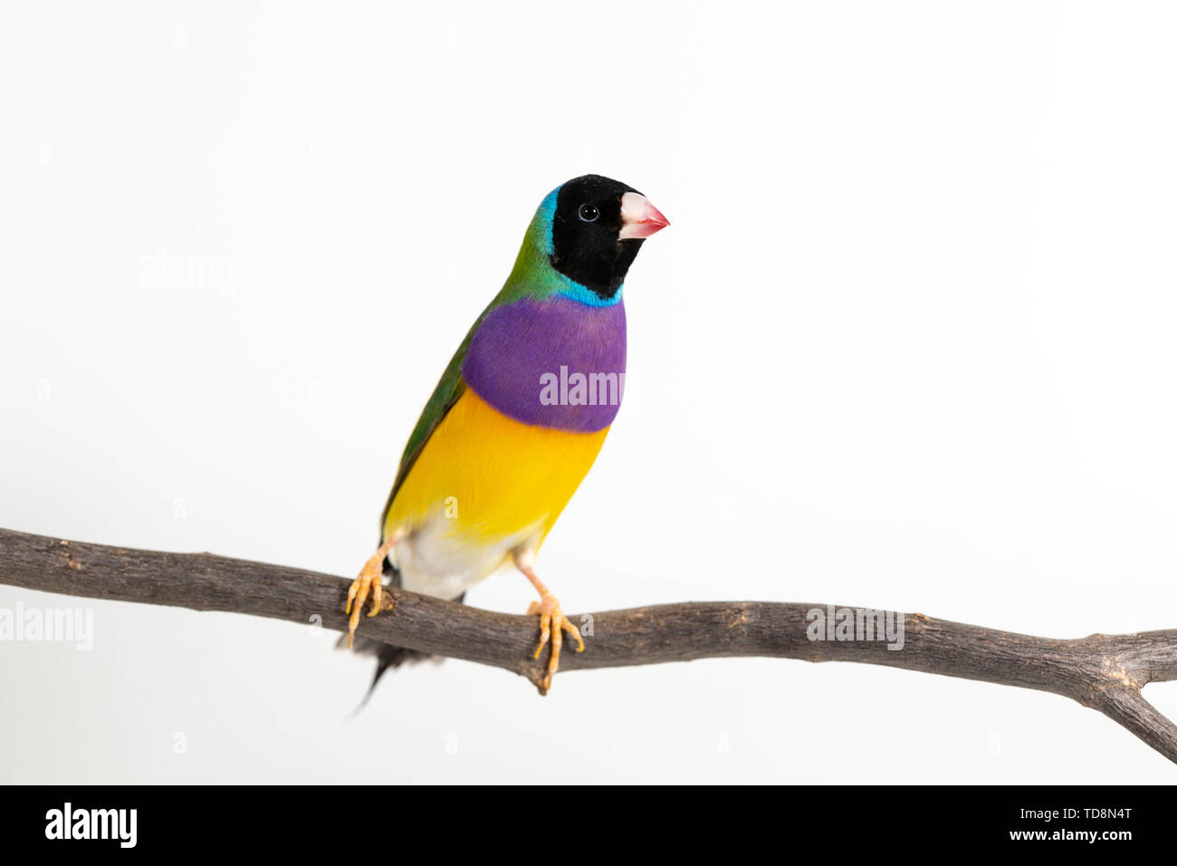 Gouldian finch colorés Oiseau (Erythrura gouldiae) sur fond blanc Banque D'Images